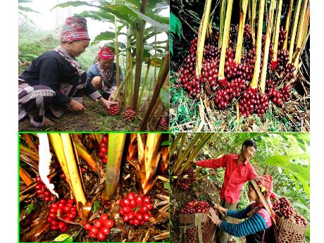 Bài giảng Tiếng Việt 5 - Tuần 12 - Luyện đọc: Mùa thảo quả